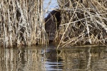 La loutre_166_15127.JPG
