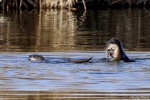 La loutre_155_15116.JPG