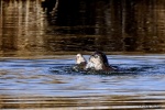 La loutre_150_15111.JPG