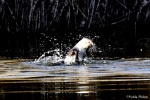 La loutre_144_15105.JPG