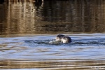 La loutre_151_15112.JPG