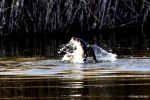 La loutre_143_15104.JPG