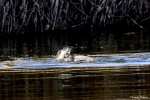 La loutre_140_15101.JPG