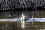 La loutre_136_15097.JPG