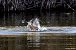 La loutre_137_15098.JPG