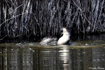 La loutre_127_15088.JPG