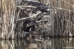 La loutre_115_15076.JPG