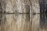 La loutre_123_15084.JPG