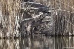 La loutre_106_15067.JPG
