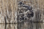 La loutre_88_15049.JPG