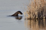 La loutre_53_15014.JPG