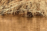 La loutre_57_15018.JPG