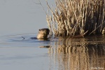 La loutre_51_15012.JPG