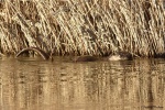 La loutre_38_14999.JPG