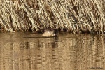 La loutre_37_14998.JPG