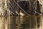 La loutre_34_14995.JPG