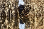 La loutre_30_14991.JPG