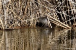 La loutre_14_14975.JPG