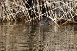 La loutre_13_14974.JPG